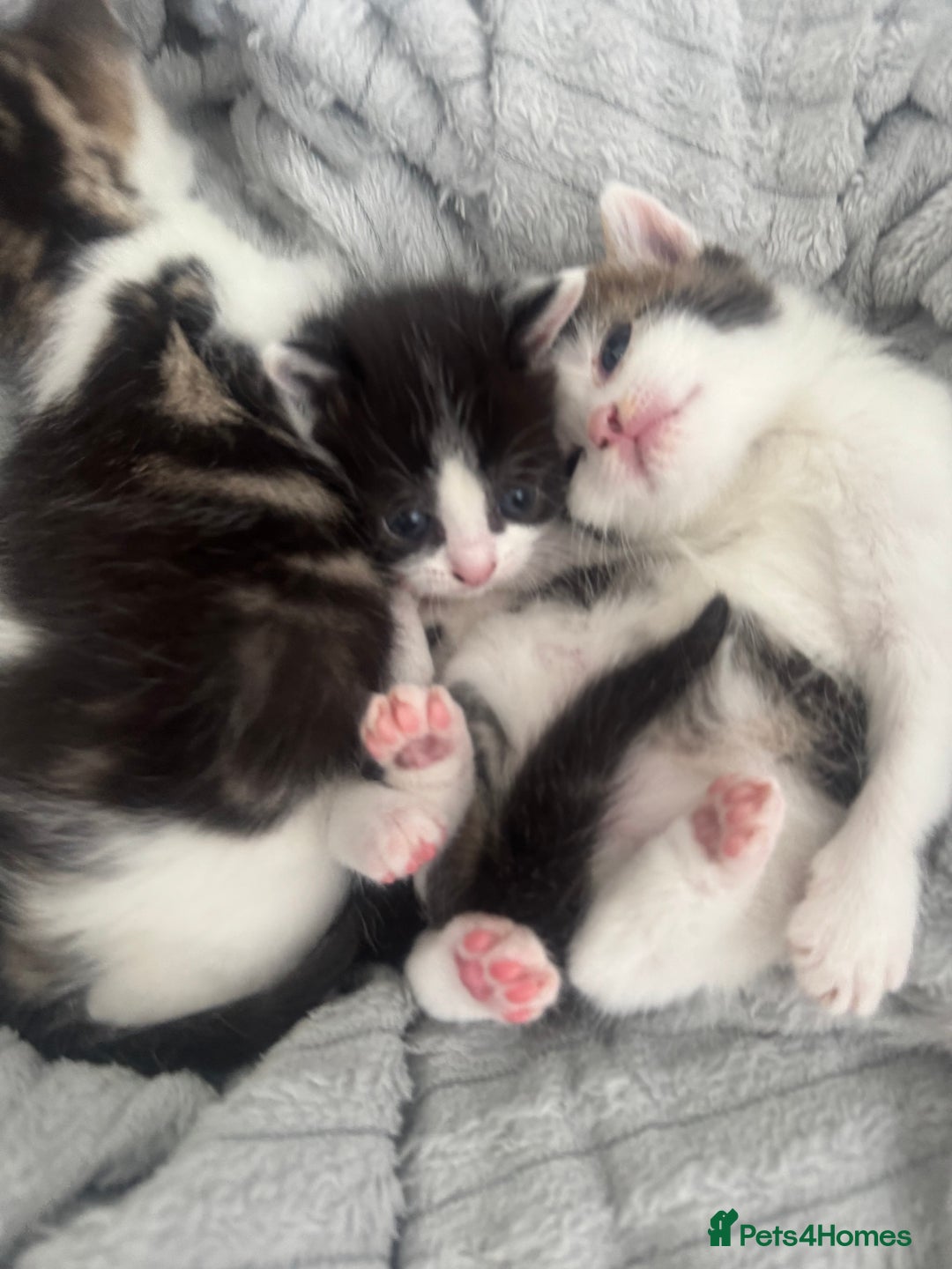 Domestic Shorthair cats for sale: Unique & Precious Kittens Seeking Forever Homes - Image 11