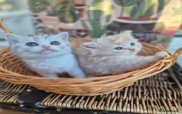 Scottish Fold cats for sale: Scottish Fold /straight  - Image 8