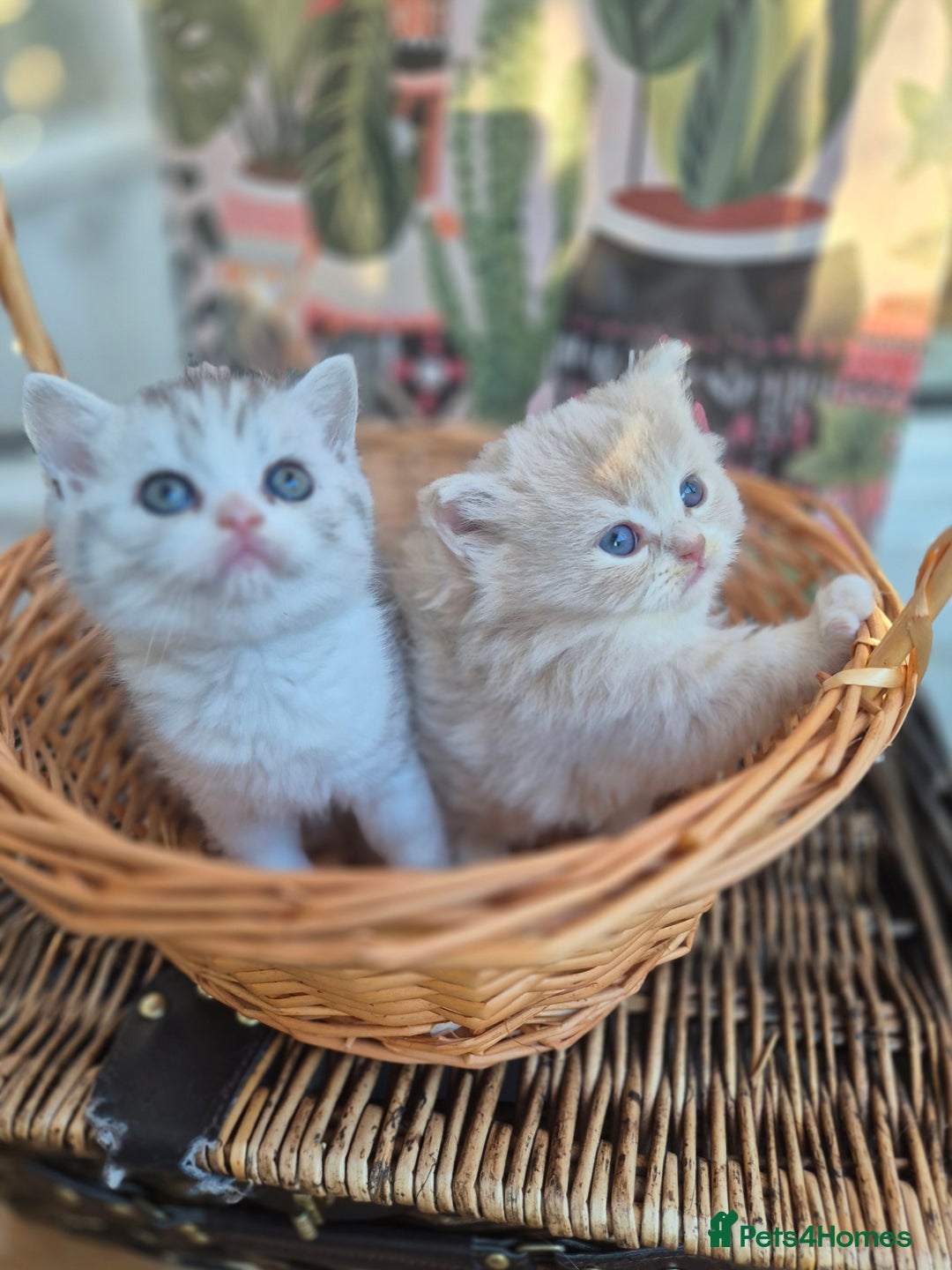 Scottish Fold cats for sale: Scottish Fold /straight  - Image 8