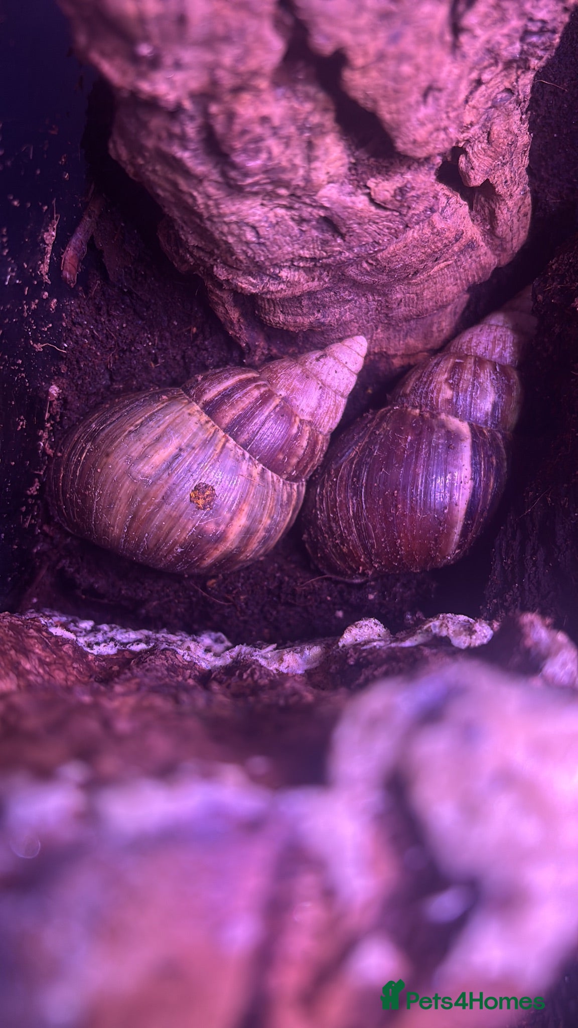 Mixed Breed reptiles Snails and frogs  - Advert 2