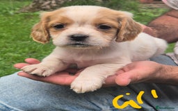 Mixed Breed dogs for sale: Cocker spaniel x cavalier king charles puppies - Image 1