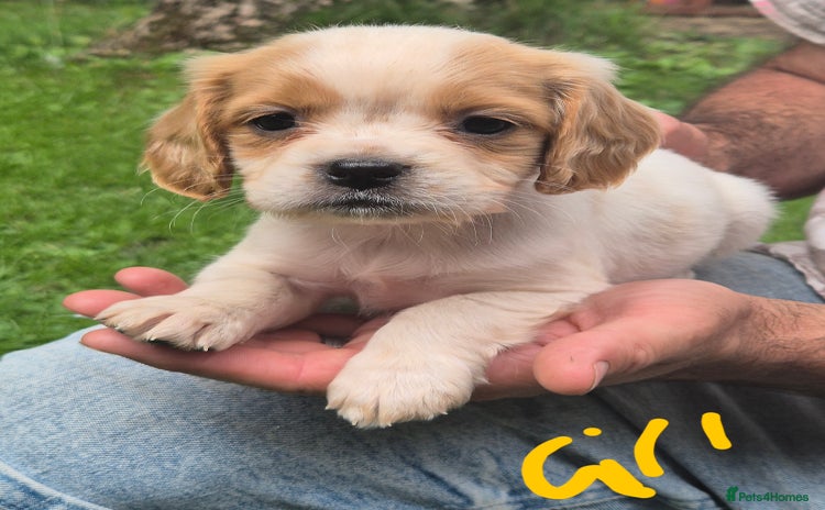 Mixed Breed dogs - Advert 5