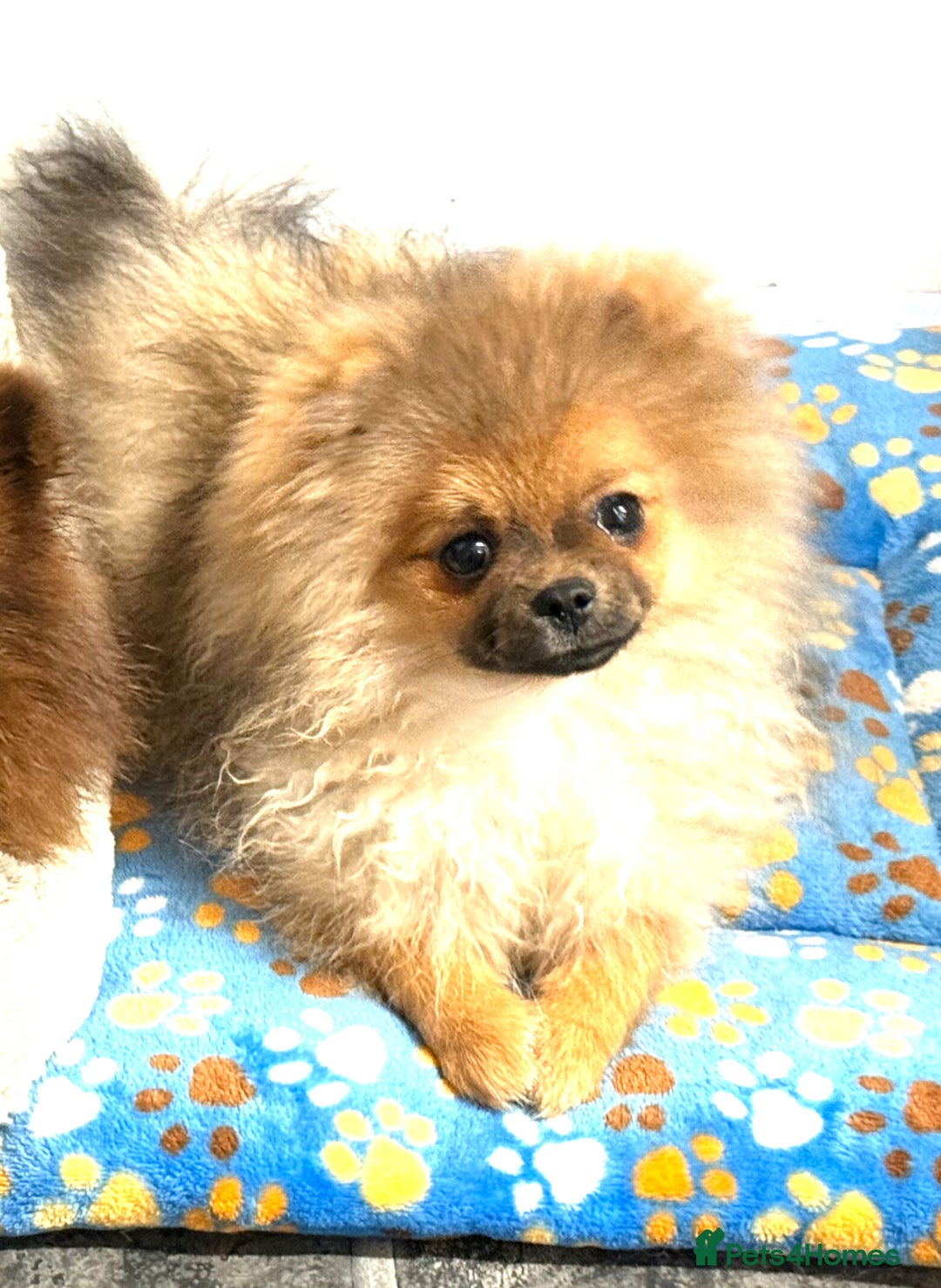 Pomeranian dogs for sale: Beautiful orange sable male - Advert 3