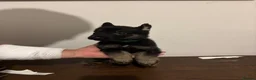 German Shepherd dogs for sale: German Shepherd puppies European line - Advert 9