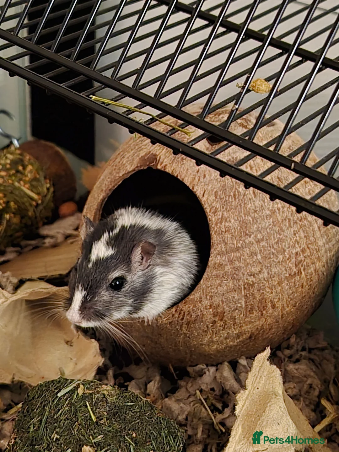 Gerbil rodents for sale: Male Gerbil/Gerbil(s) for sale - Advert 2