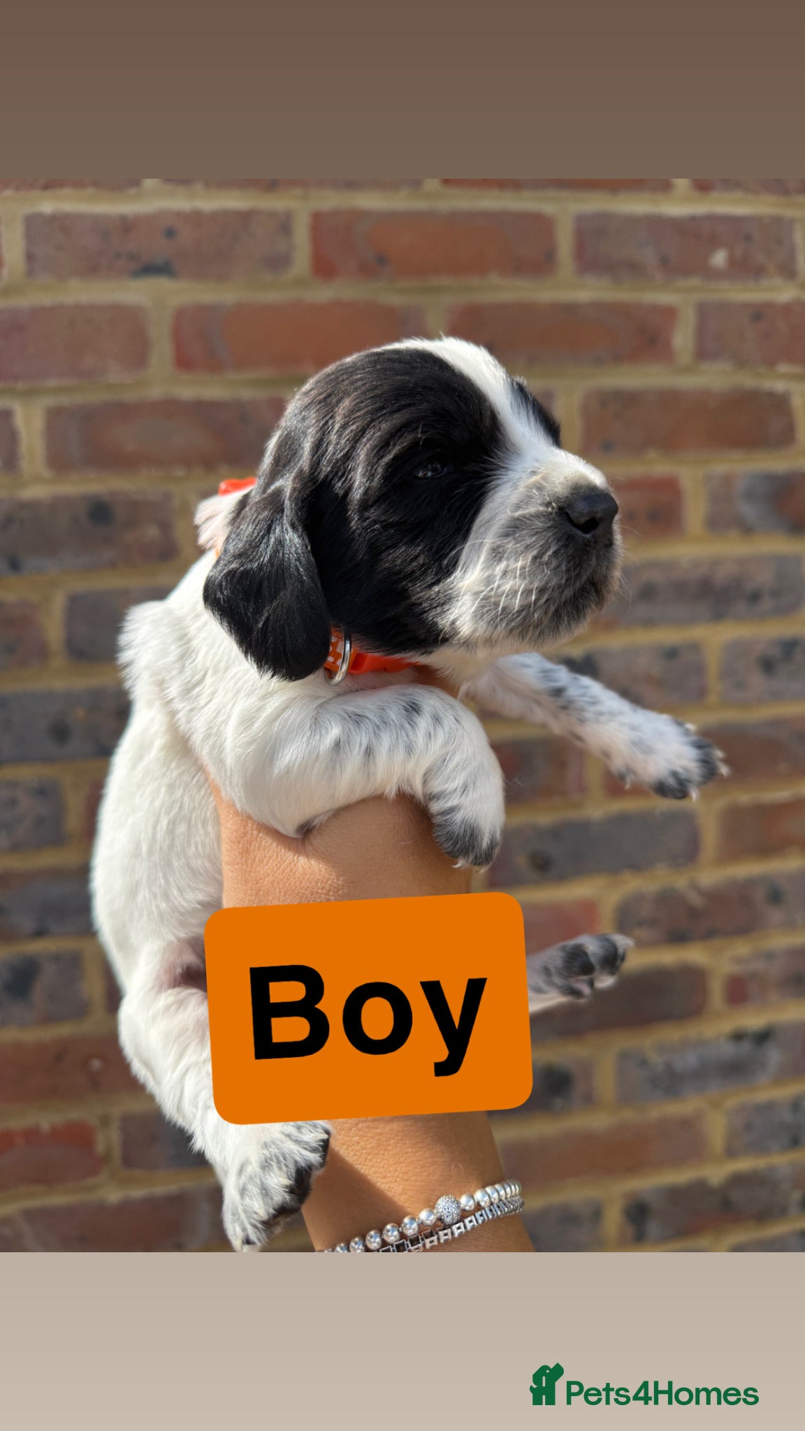 Sprocker dogs for sale: 6 beautiful sprocker - Advert 11