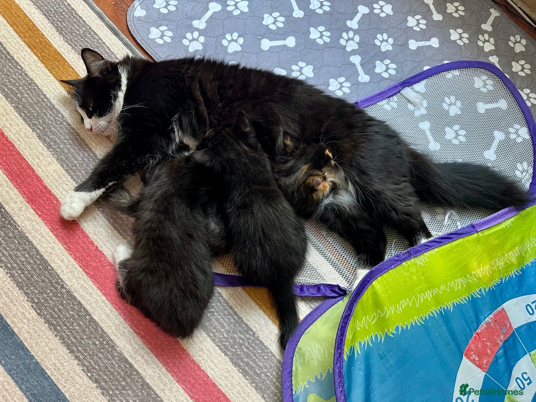 Mixed Breed cats for sale: 4 Beautiful Fluffy Kittens 3males & 1female 😻 - Image 13