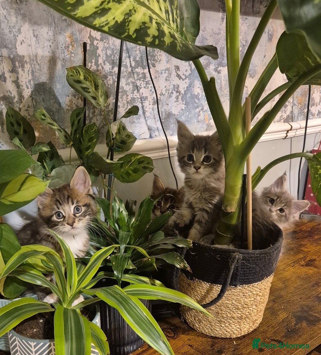 Maine Coon cats GCCF registered Pedigree Maine Coon Kittens - Advert 6
