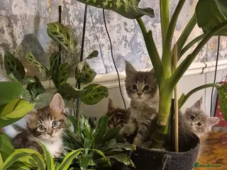 Maine Coon cats GCCF registered Pedigree Maine Coon Kittens - Advert 18