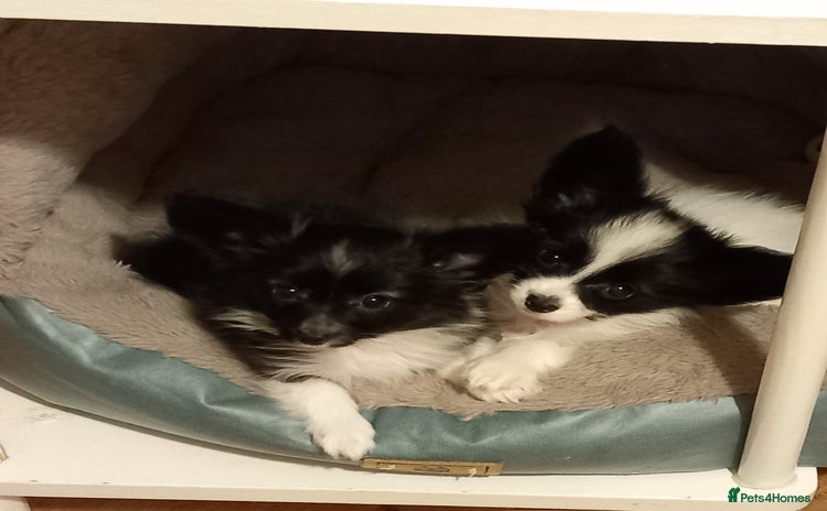 Papillon dogs 2 beautifulexamples of this beautiful breed - Advert 1