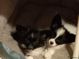 Papillon dogs 2 beautifulexamples of this beautiful breed - Advert 1