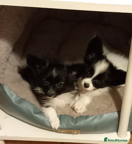 Papillon dogs 2 beautifulexamples of this beautiful breed - Advert 1