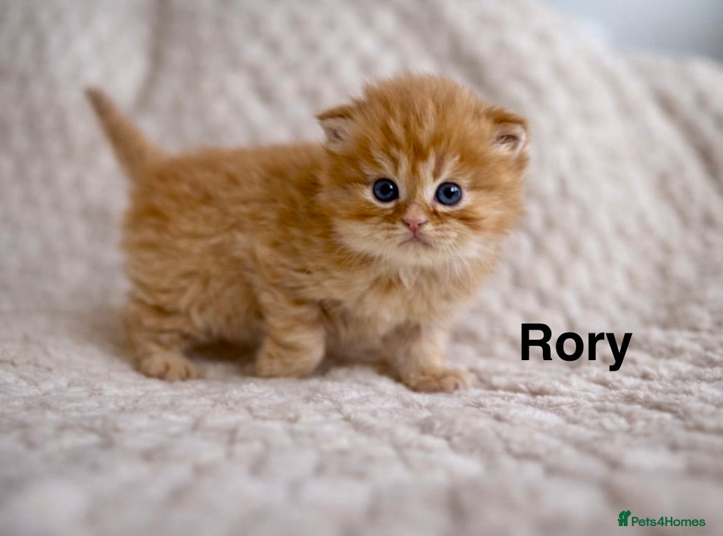 Persian cats *Last 2* Gorgeous litter of Persians  - Advert 3