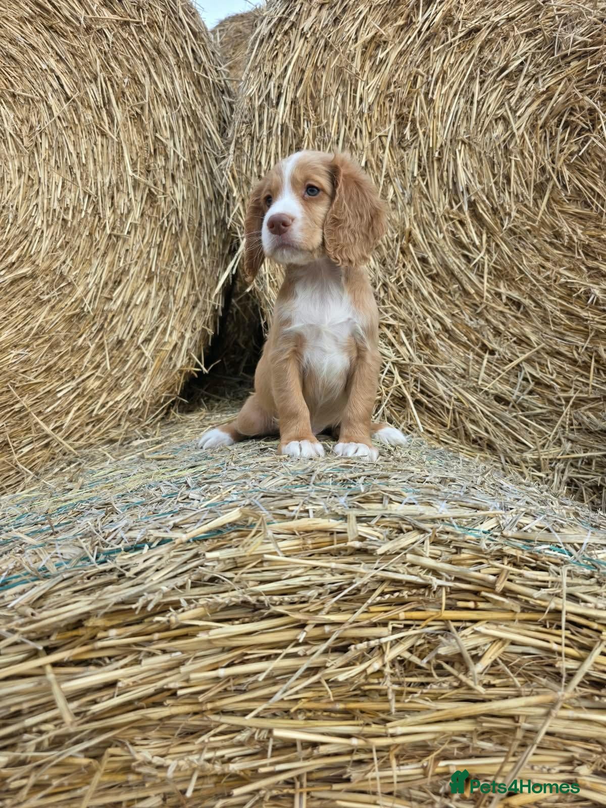 Cocker Spaniel dogs READY Now 1st vacc working cockers - Advert 2