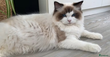 Ragdoll cats - Advert 10