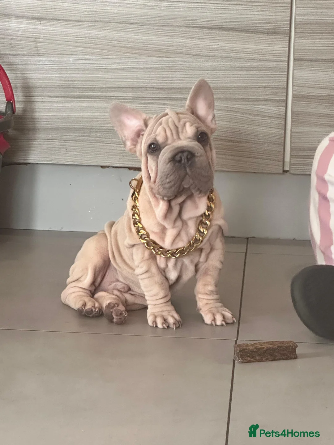 French Bulldog dogs for sale: french rope  - Advert 2