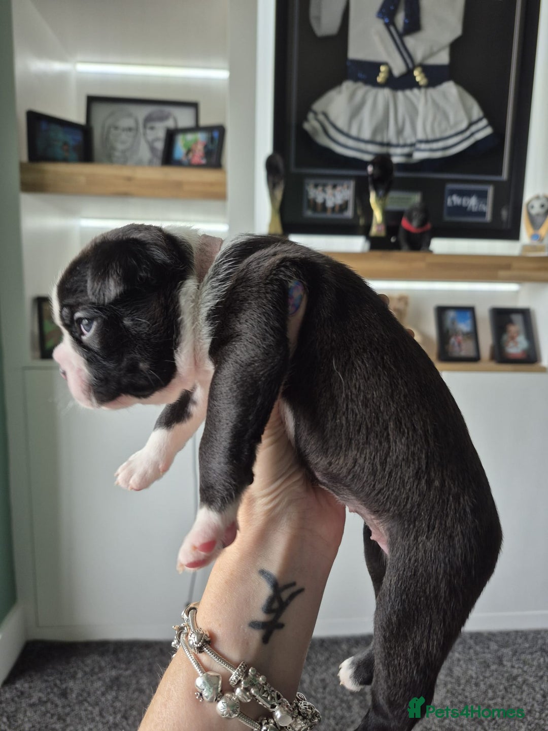 Boston Terrier dogs for sale: Ready to leave in time for the October holidays 😀 - Image 19
