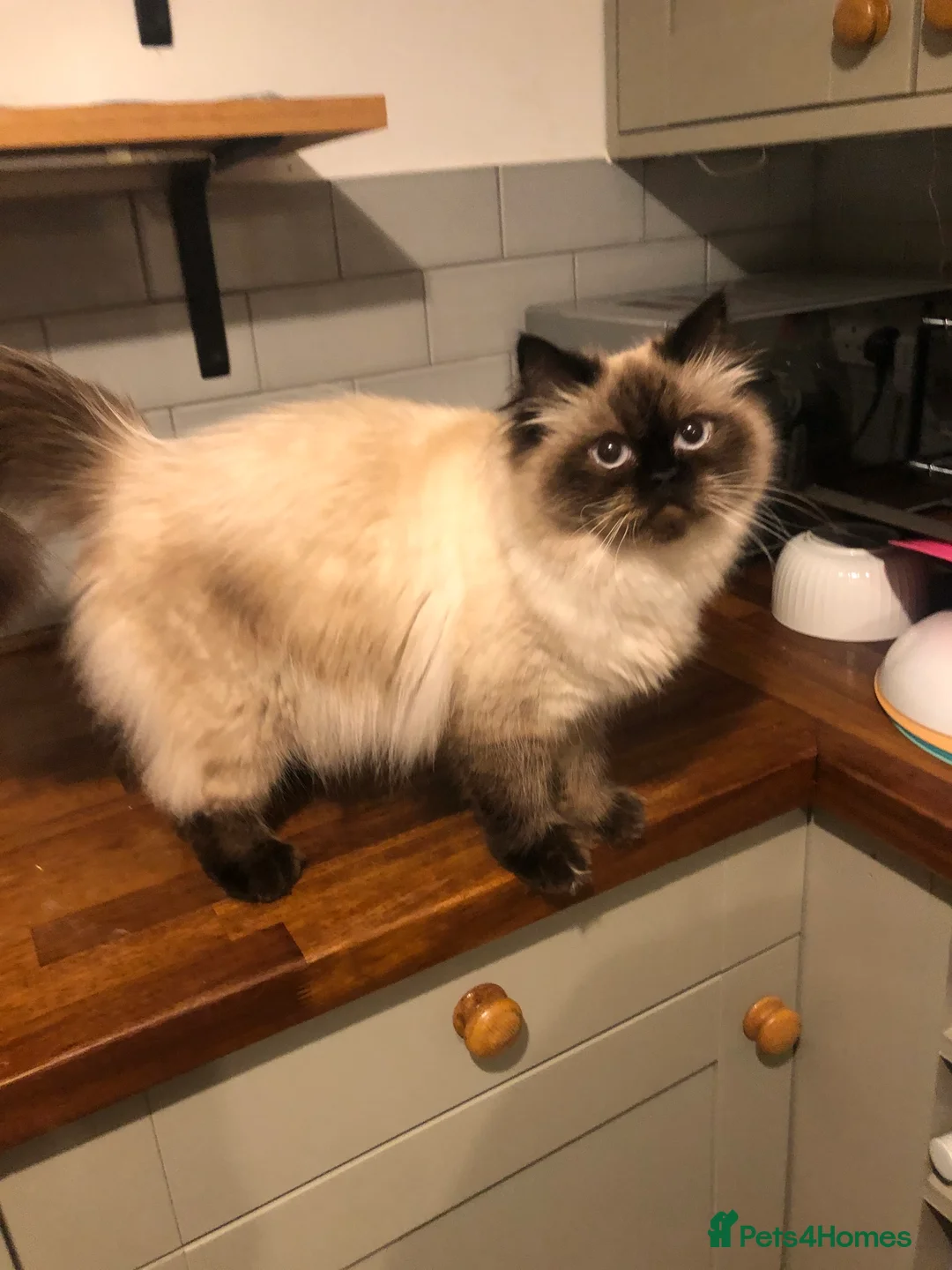 Himalayan cats for sale: Seal point Himalayan female cat  - Advert 5