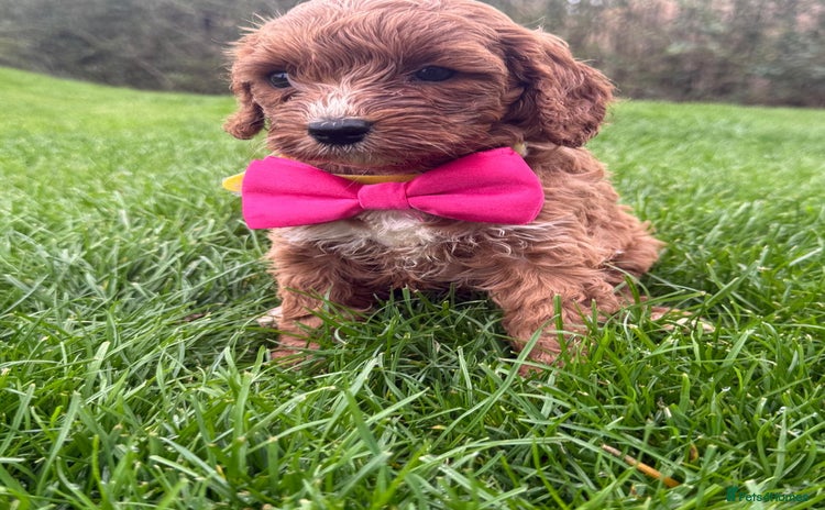 Cavapoo dogs - Advert 13
