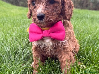 Cavapoo dogs - Advert 1