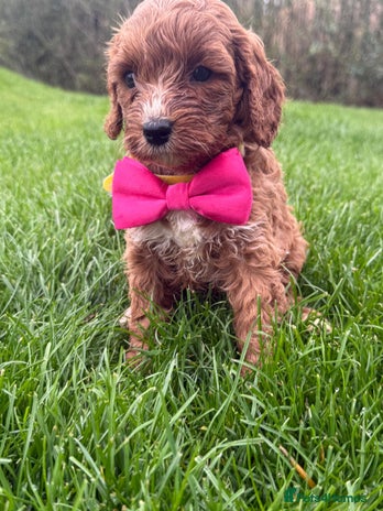 Cavapoo dogs - Advert 13