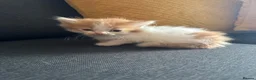 Perdoll cats for sale: Persian x Ragdoll kitten  - Advert 16