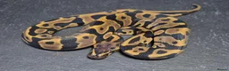 Python Snake reptiles for sale: UPDATED Various Ball Python Hatchlings - Advert 12