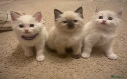 Ragdoll cats for sale: GCCF Seal point and bi colour Ragdoll Kittens - Image 1