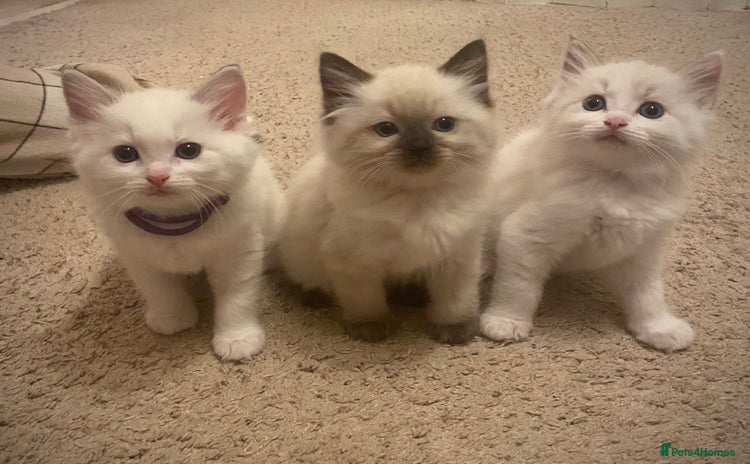 Ragdoll cats - Advert 10