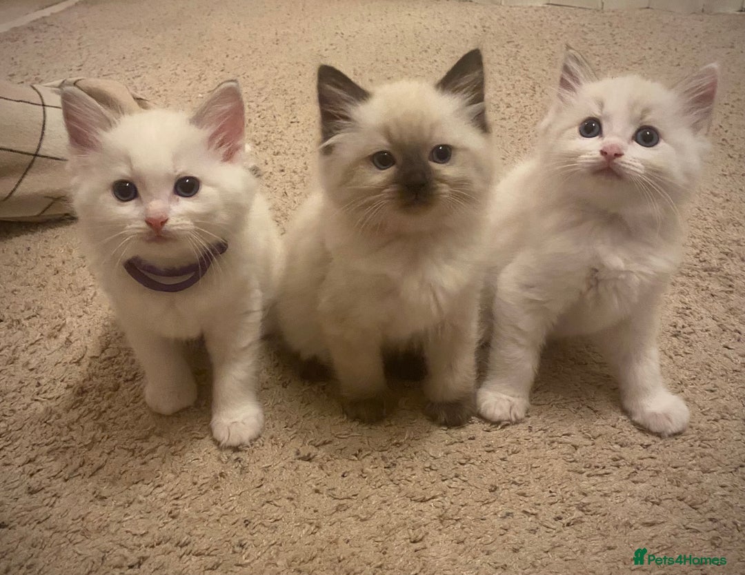 Ragdoll cats for sale: GCCF Seal point and bi colour Ragdoll Kittens - Image 1