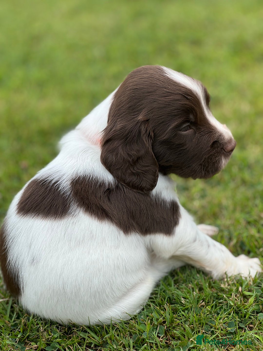 English Springer Spaniel dogs for sale: KC Registered Working Springer Spaniels  - Image 5