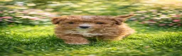 Cavapoo dogs for sale: Exceptional Pups Raised by a Professional Trainer. - Advert 2