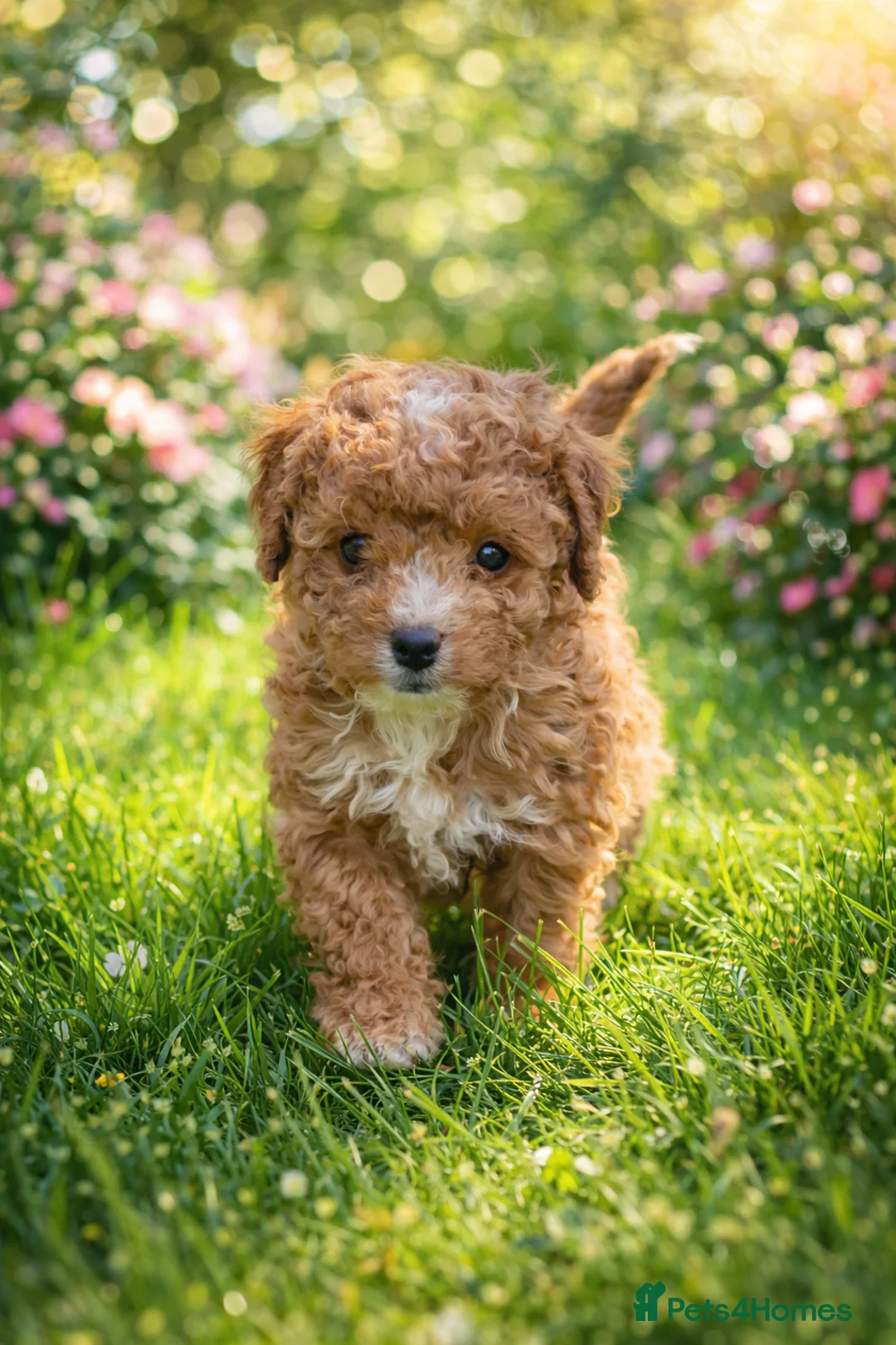 Cavapoo dogs for sale: Exceptional Pups Raised by a Professional Trainer. - Advert 2