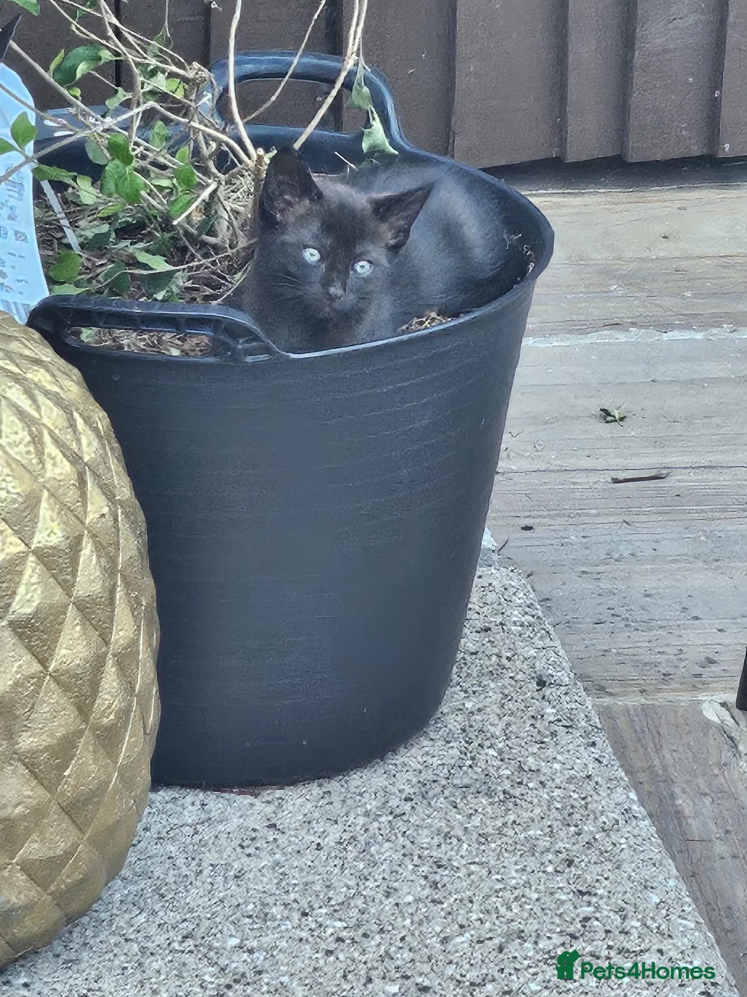 Mixed Breed cats for sale: Black kitten - Advert 2
