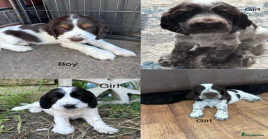 Cocker Spaniel dogs - Advert 4