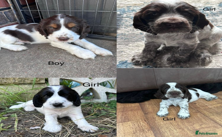 Cocker Spaniel dogs - Advert 5