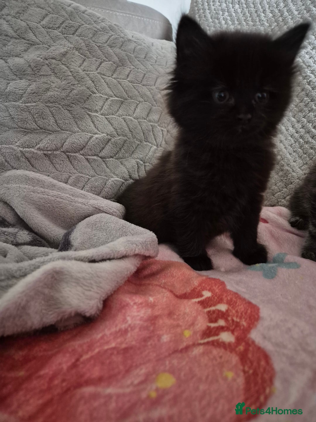 Mixed Breed cats for sale: Gorgeous fluffy chunky little babies  - Image 12