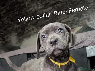 Cane Corso dogs Cane corso puppies - Advert 17