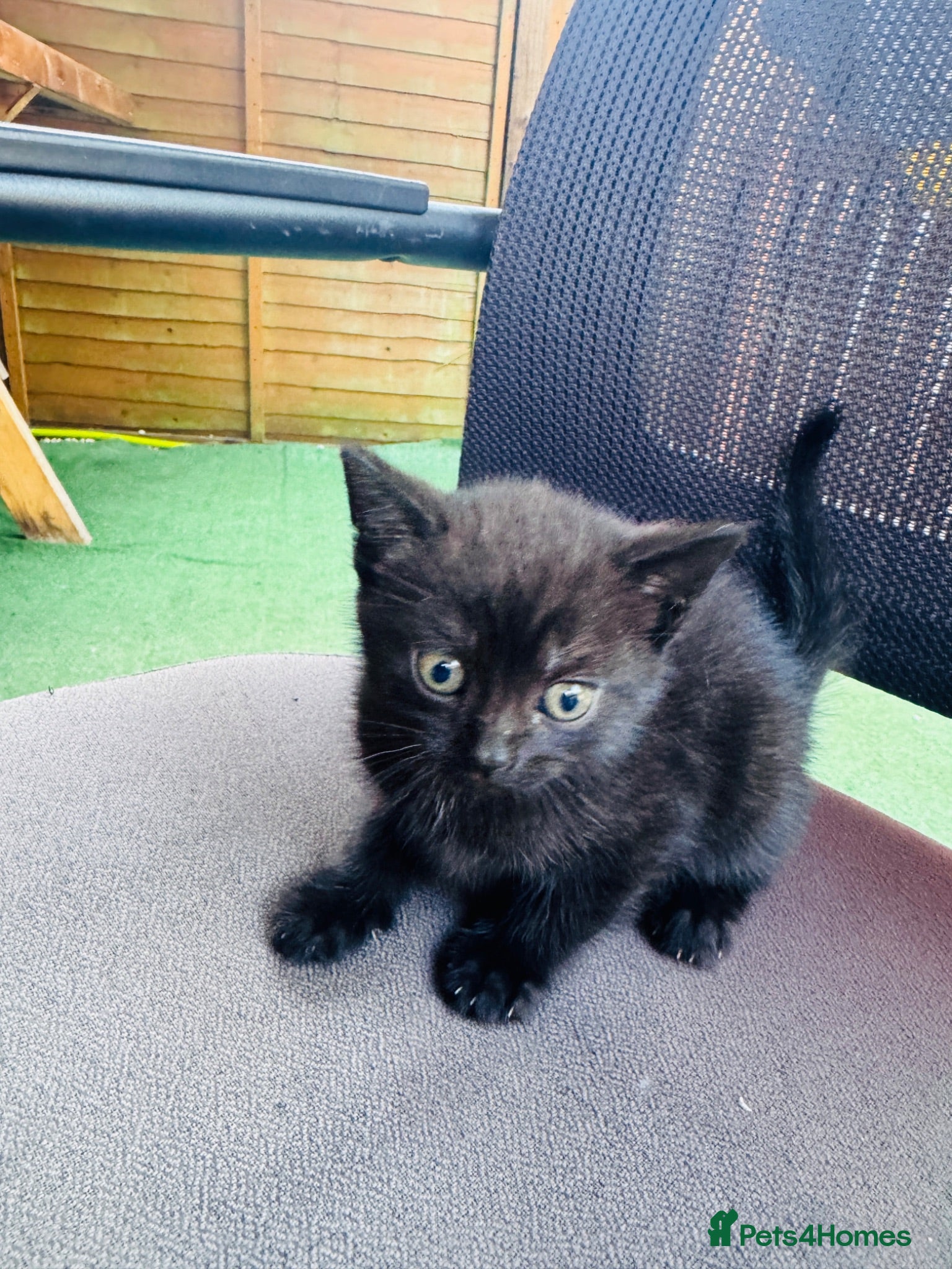 British Shorthair cats Beautiful Kittens Looking for Loving Homes  - Advert 12