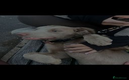 Springador dogs for sale: Springerdor male for rehome  - Advert 3