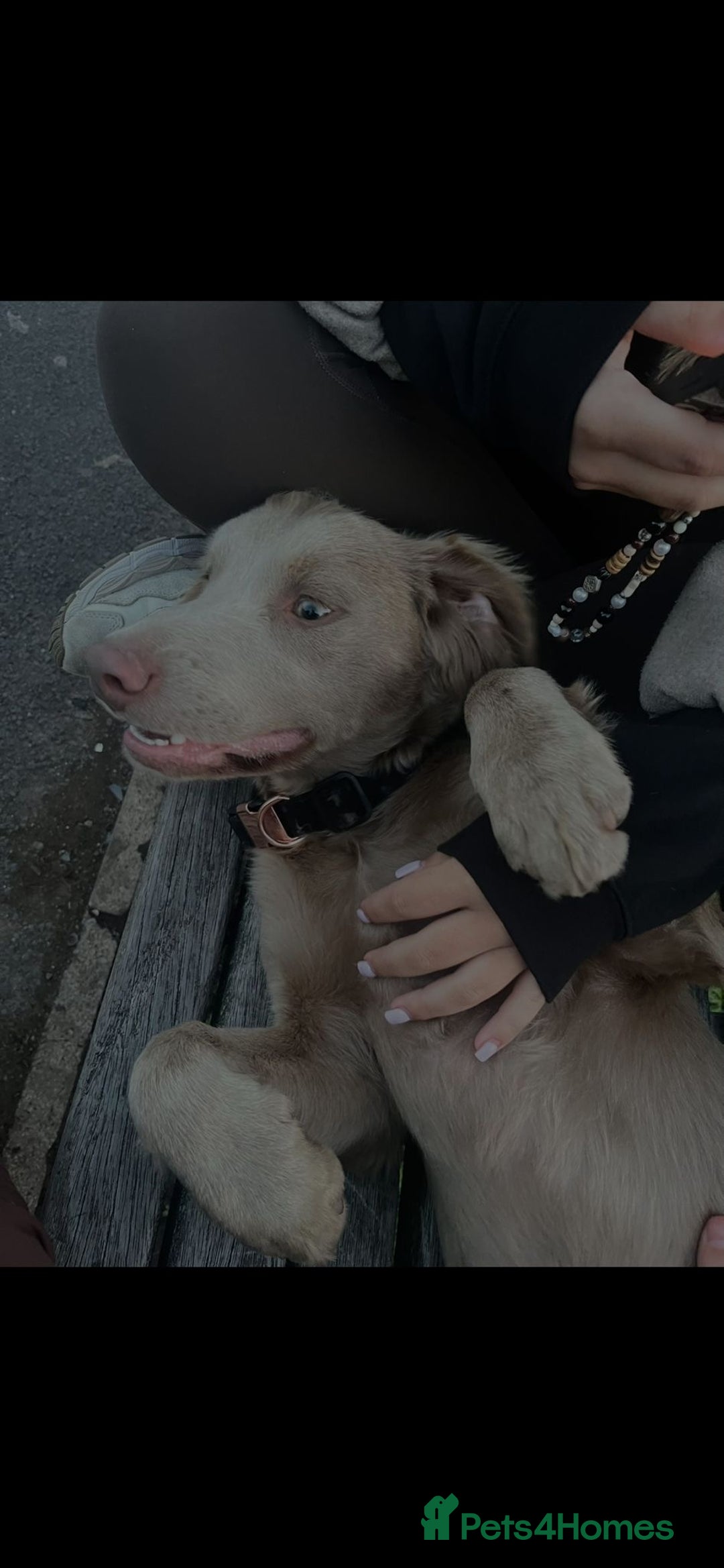 Springador dogs for sale: Springerdor male for rehome  - Advert 3