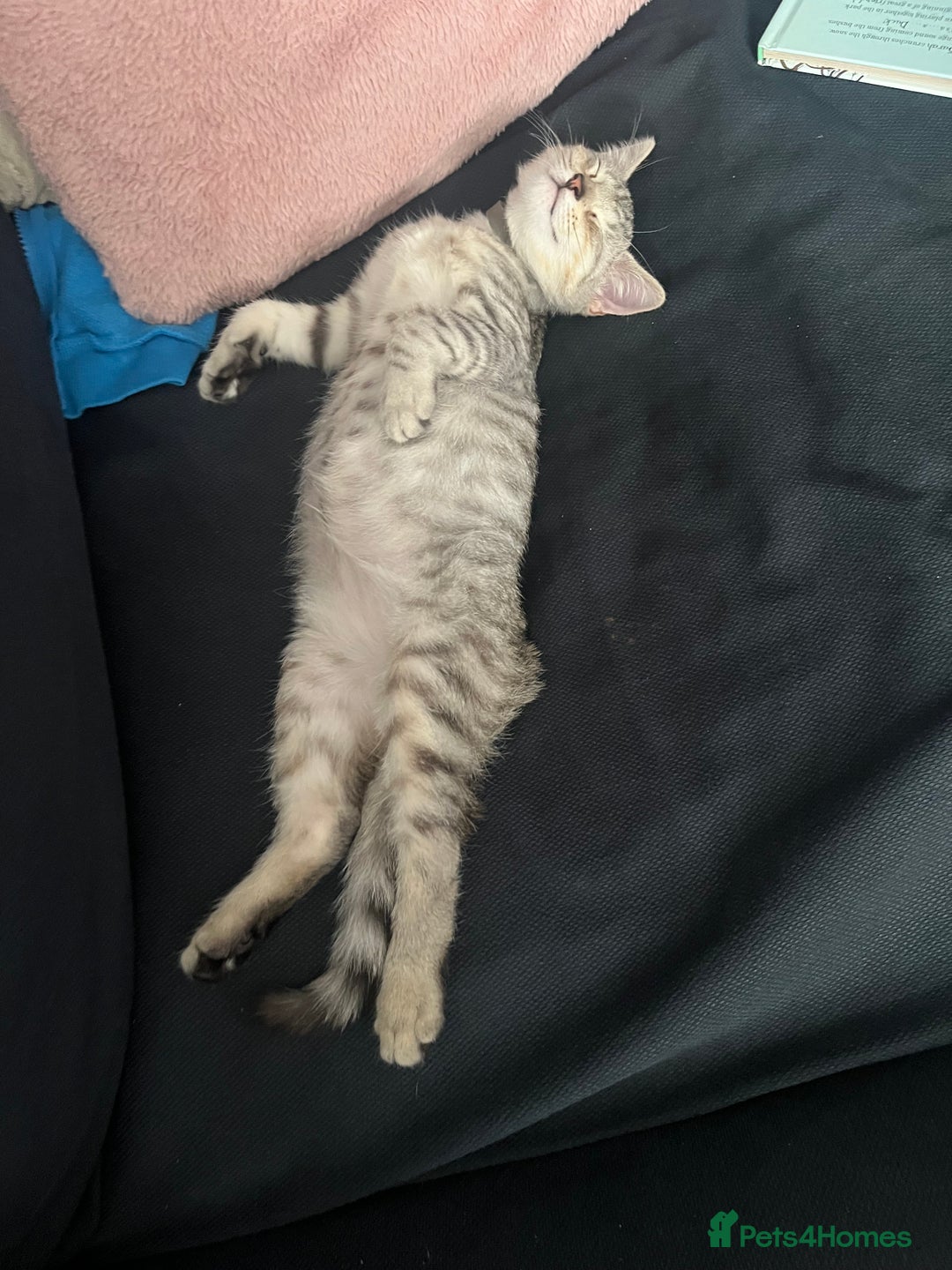 British Shorthair cats for sale: Silver tabby kitten - Image 3