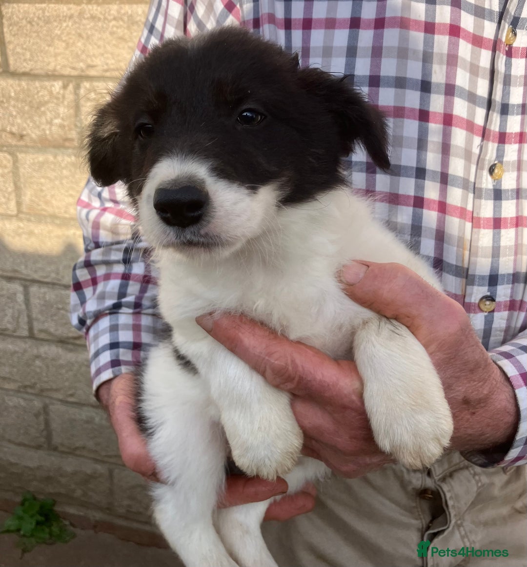 Border Collie dogs for sale: Pure border collies ready now  - Image 17