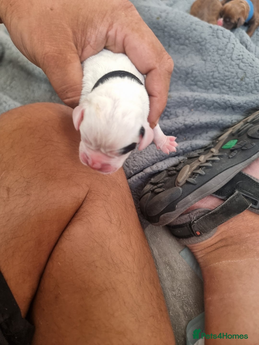 Mixed Breed dogs for sale: Cockerbull - Image 10