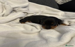 Miniature Dachshund dogs for sale: Stunning KC reg PRA clear Mini Dachshund puppies - Image 11