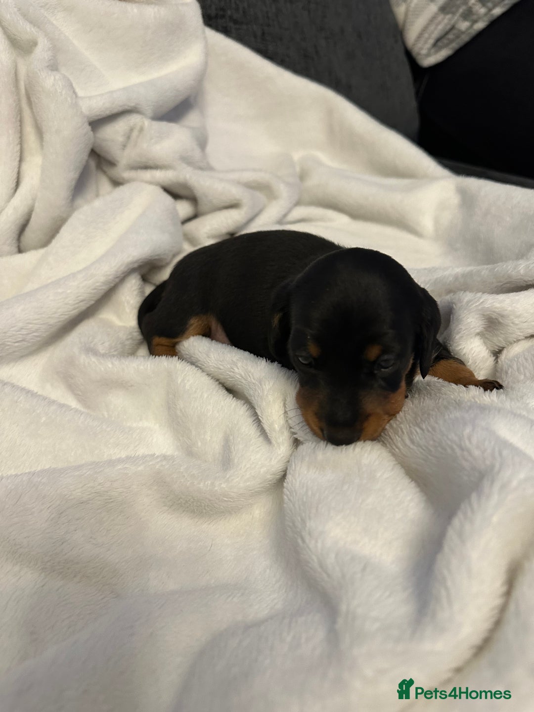 Miniature Dachshund dogs for sale: Stunning KC reg PRA clear Mini Dachshund puppies - Image 11
