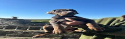 Dobermann dogs for sale: !! 1 FAWN MALE LEFT!! Dobermann puppies for sale  - Advert 3