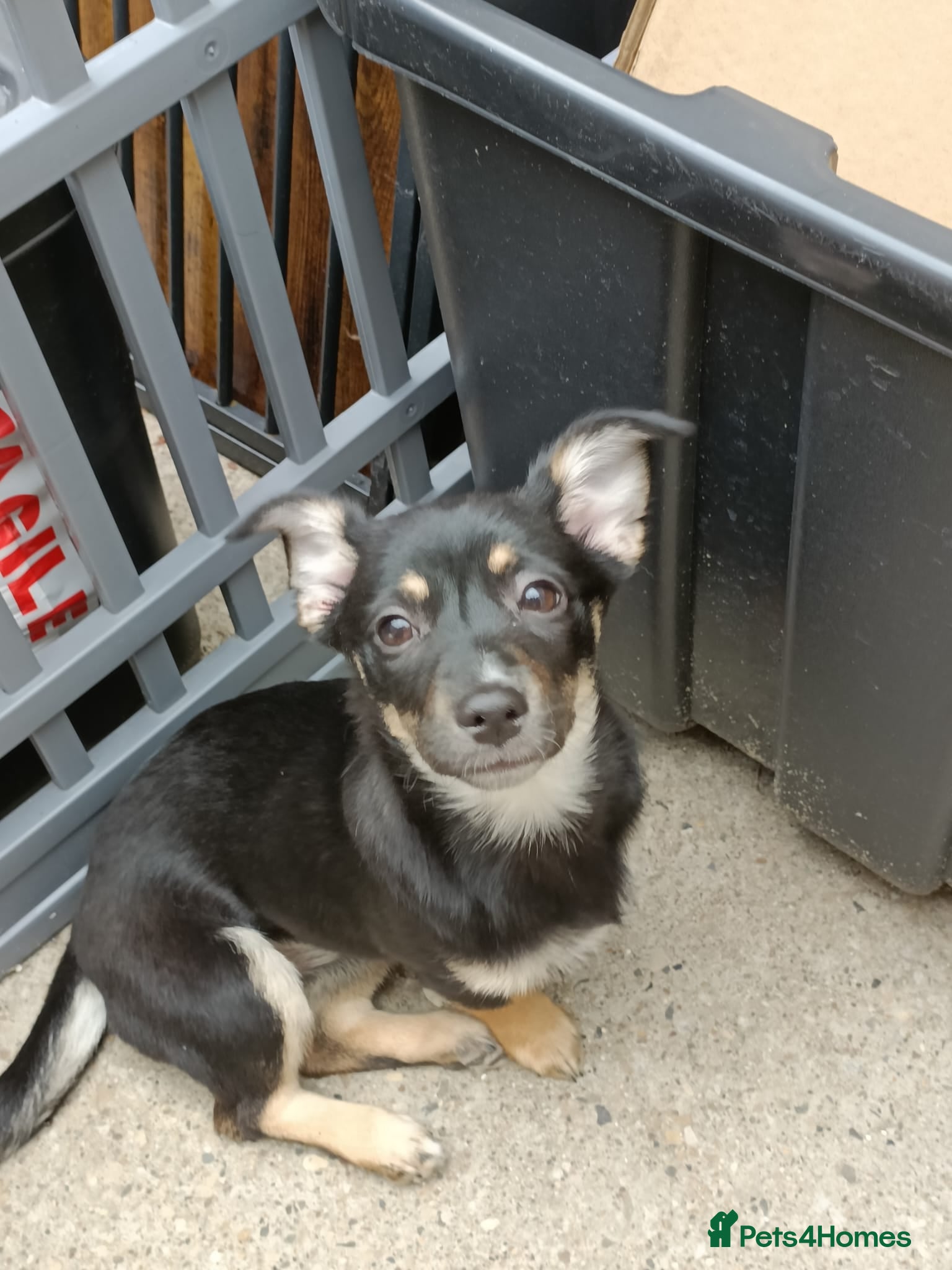 Mixed Breed dogs German Spitz X 4 month female - Advert 2