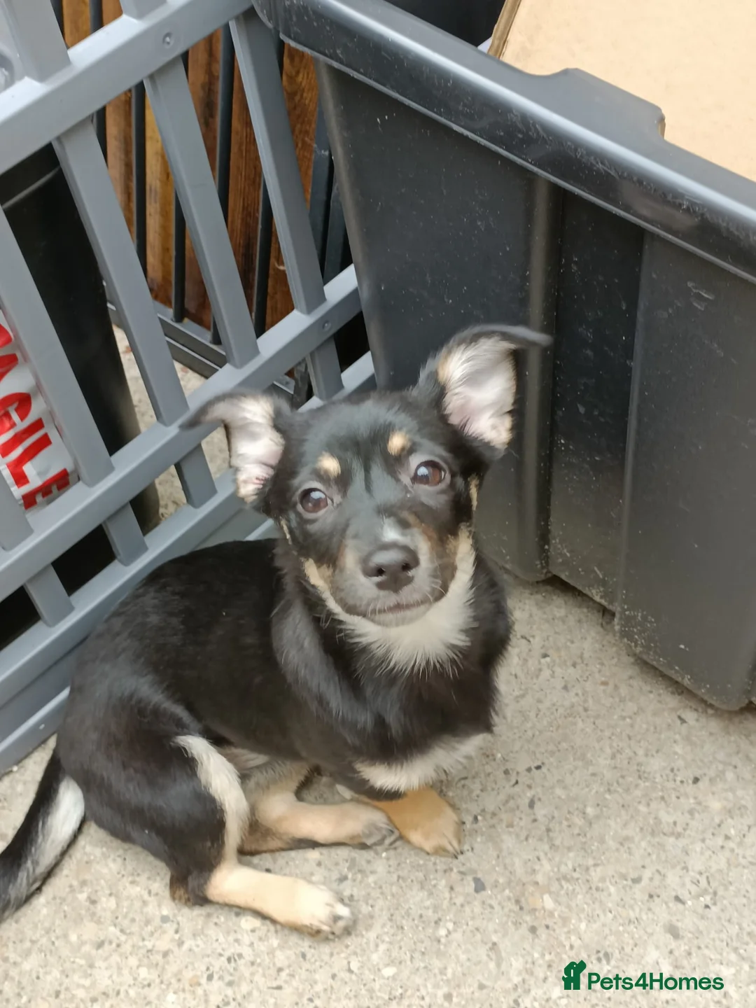 Mixed Breed dogs for sale: German Spitz X 4 month female - Advert 1