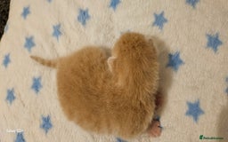 Mixed Breed cats for sale: 5 Bengal x Kittens–Glitter Coats,Beautiful Colours - Image 18